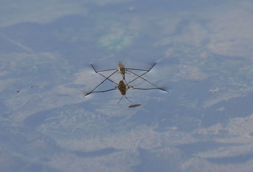 Gerridae; Aquarius sp. della Lombardia